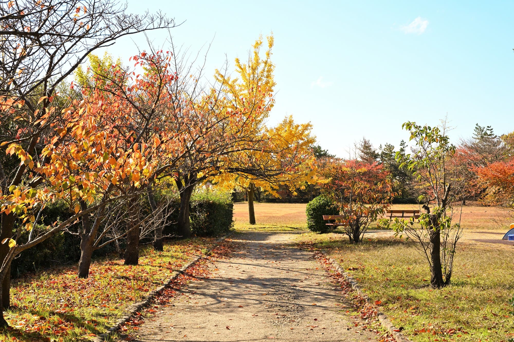 山の下海浜公園の遊歩道と紅葉風景（新潟県新潟市）